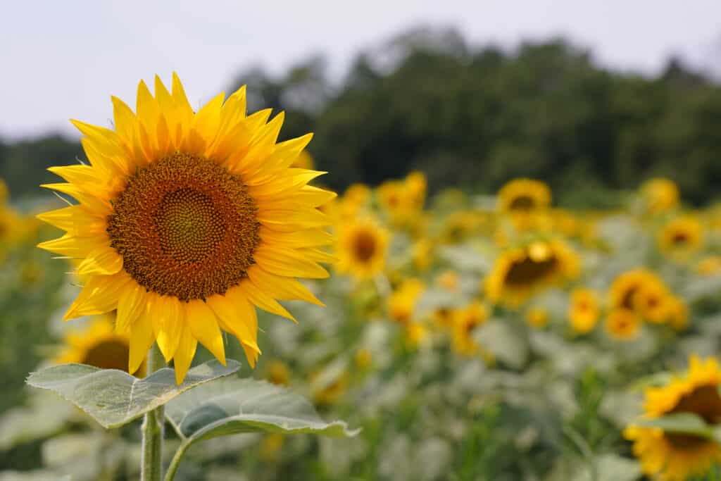 September Sunflower Field- Peredovik Sunflower