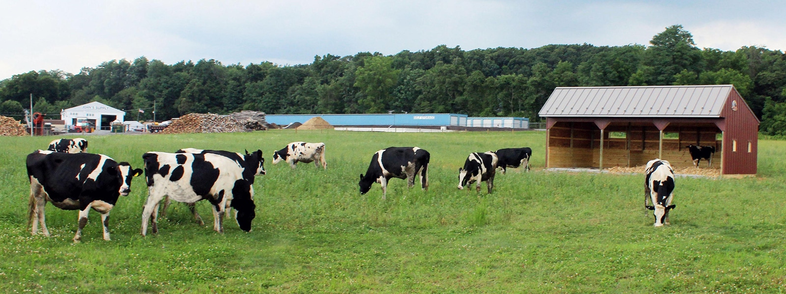 farm cows that produce milk for cheese at september farm