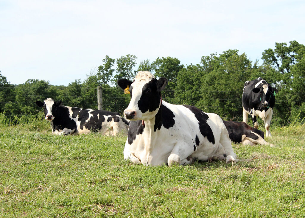 What Are Cheese Curds Cows