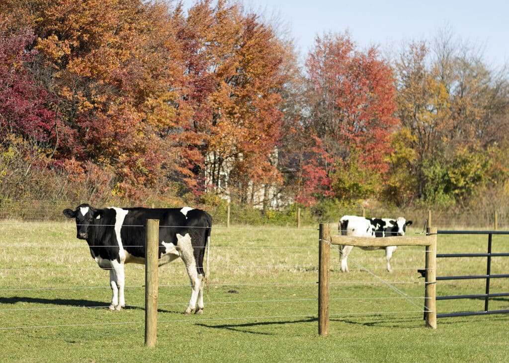 what are cheese curds- september farm